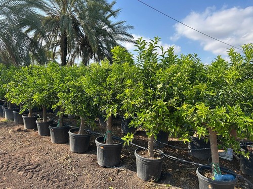 Mandarinenbaum 180 citrus - mandarinenbaum,
