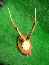 schöner Rehbock 25 cm