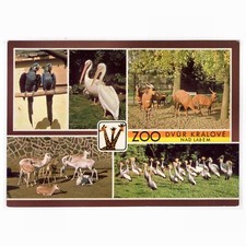 AK Zoo Dvur Kralove nad Labem / Hyazinthara, Pelikan, Antilopen, Kronenkraniche