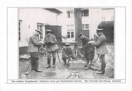 Brieftauben werden zum