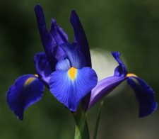 Blaue Iris Blumenzwiebeln robuste Blumen für Hecken Pflanzen Schwertlilie Mix
