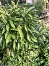 Hoya Kentiana 6inc Full - US