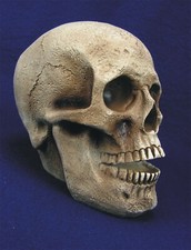 Großer Totenkopf menschlicher Deko Toten Schädel Horror Gothic Skull Skelett Top