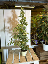 Ficus benjamina 100 130cm - ficus,