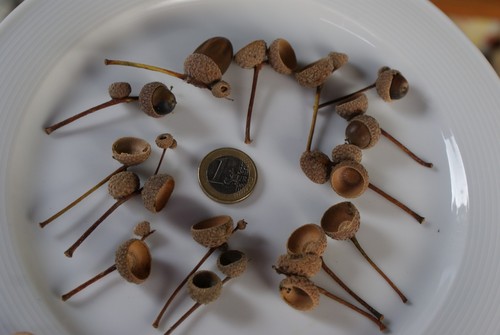 Eichelhütchen zum basteln - eichelhütchen,
