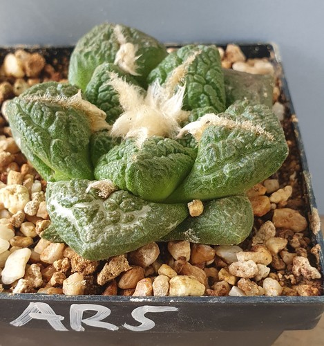 Ariocarpus auf eigenen - ,