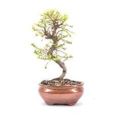 BONSAI Japanische Ulme 'Ulmus