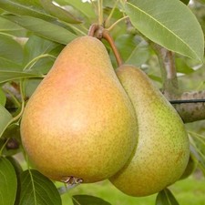Gellerts Butterbirne Birnenbaum schmelzend süß Buschbaum Halbstamm Hochstamm