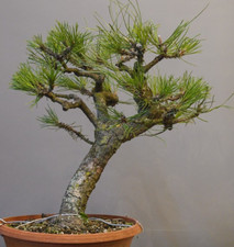 SK-02406, Pinus nigra, Schwarzkiefer, Prebonsai / Yamadori
