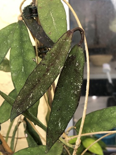 Reserved hoya scortechinii - reserved,