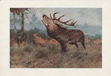 Rothirsch Rotwild Edelhirsch seltener Farbdruck von 1901 Wilhelm Kuhnert