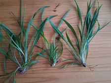 2 Ableger der Grünlilie, rankende Zimmerpflanze