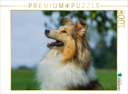Calvendo puzzle sheltie ein - sheltie,