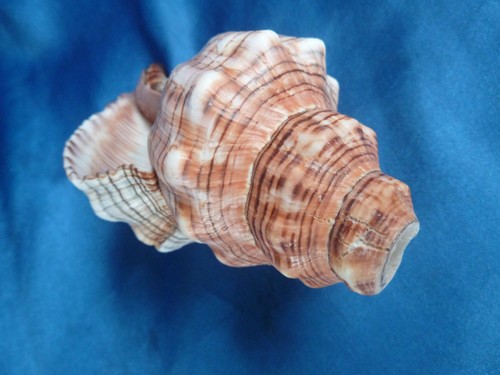 Muschelhorn trapezschnecke - muschelhorn,