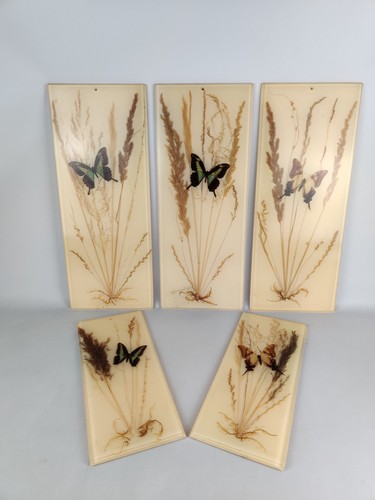 Naturbild echte - 5x, 3d