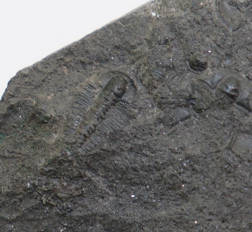 Trilobit olenus truncatus - trilobit,,
