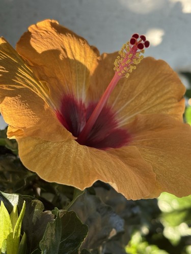 Hibiskus tera steckling - hibiskus,