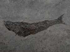 Lias  Pholidophorus limbatus  Teleostei  Fisch  Glanzschupper  Holzmaden  KE2-2