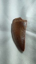 Schöner kleiner