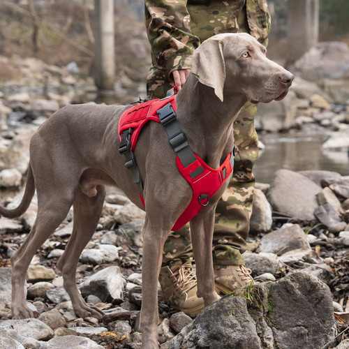 Taktisches hundegeschirr für - taktisches,