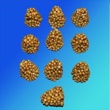 10 Stück je 5,0  oder 7,5 g