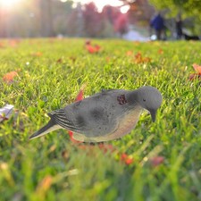  2Pcs Jagd Taube Lockvogel