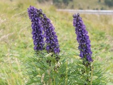 Echter Blauer Eisenhut -Aconitum-napellus- 200 Samen  Winterhart&Robust