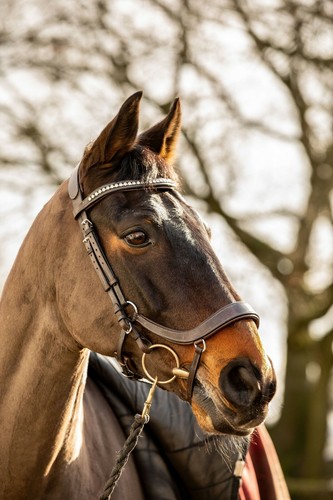 Equipride anatomische trense - equipride,