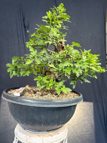 Weißdorn bonsai prebonsai - weißdorn,