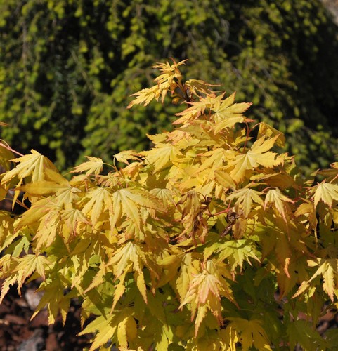 Japanischer schlitzahorn anne - japanischer,