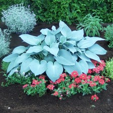 Funkie Hosta Knolle