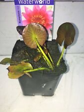 Nymphaea Attraction Seerose an  mit Nährstoffe Schwimmpflanzen,Teichpflanzen