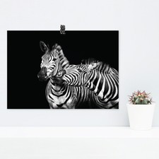 JUNIWORDS Poster "Zebra