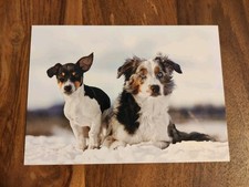 AK HUND Hundepostkarte ? JACK RUSSELL TERRIER und AUSTRALIAN SHEPHERD ? 
