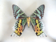 Urania Ripheus, Madakaskar