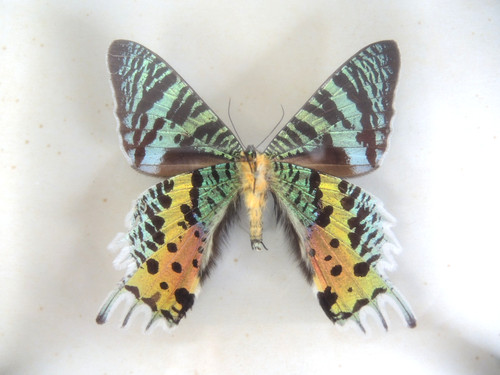 Urania ripheus madakaskar - urania, ripheus,