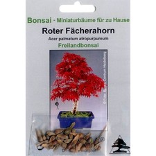 Bonsai - 20 Samen Acer palmatum atropurpureum - Roter Fächerahorn 90001