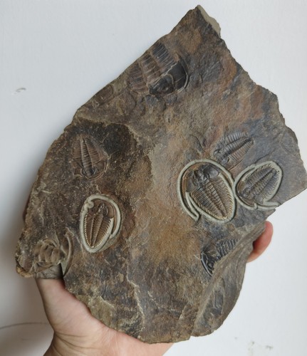 Trilobitenfossil redlichia - trilobitenfossil,
