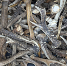 1 kg Rehgeweihe Gehörn