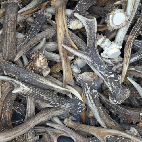 Rehgeweihe gehörn - kg,