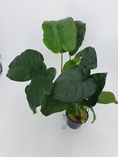 Anubia Mutterpflanze  XXL 25-35 cm  Anubias Barschfest+ 3 MK Wasserpflanzen