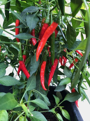 Korean hot rote chili - korean,