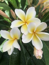 PFLANZE Plumeria Frangipani Tempelbaum Stecklingsvermehrt Eintriebig