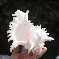 Natürlich Verzweigte Murex