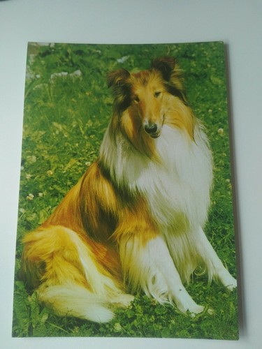 Collie hund postkarte - collie,