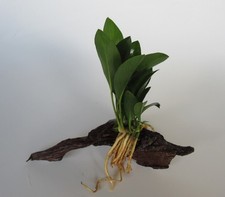 Mangrovenholz m. Anubias congensis - Speerblatt Mangrove Aquarium Wasserpflanze