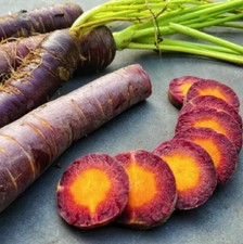 🥕 150+ Samen Violet Lila