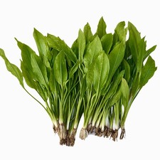 5 Einzelne Echinodorus Bleheri, Echinodorus bleheri, Amazonasschwertpflanze