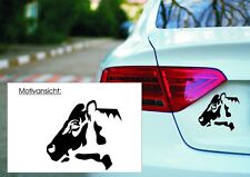 KUH - Rind - Landwirtschaft -