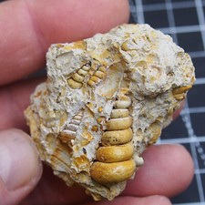 57gr Gastropod Granulolabium